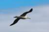 otagopeninsularoyalalbatros_small.jpg