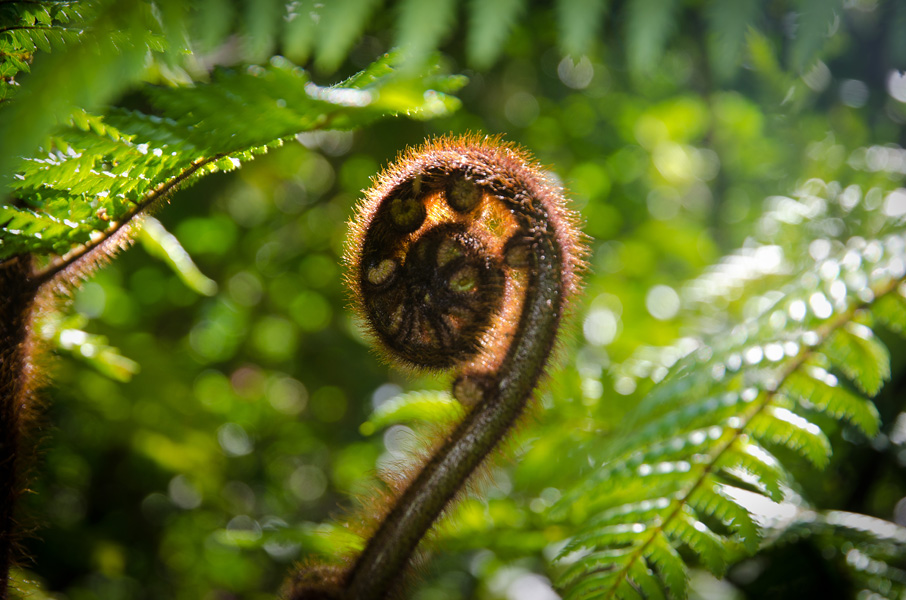 paparoanationalparkgoldentreefern.jpg