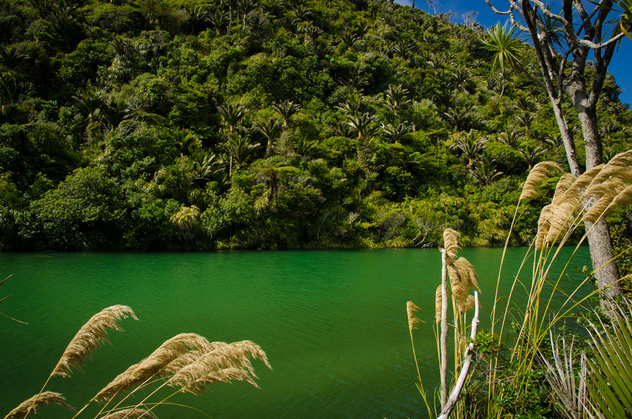 paparoanationalparkhikinginthejungle.jpg