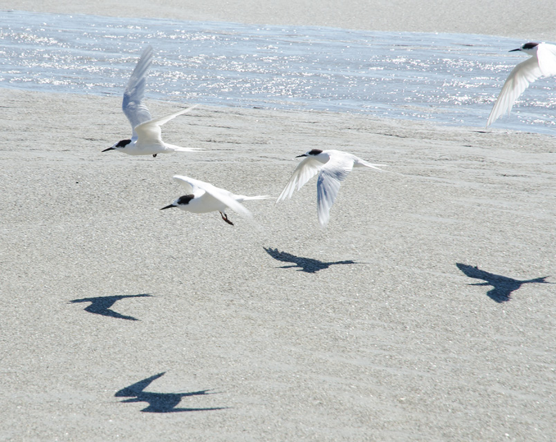 punakaikibirds.jpg