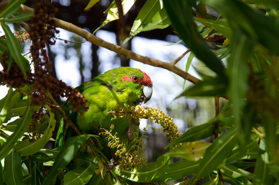 queenstownredcrownedparakeet.jpg