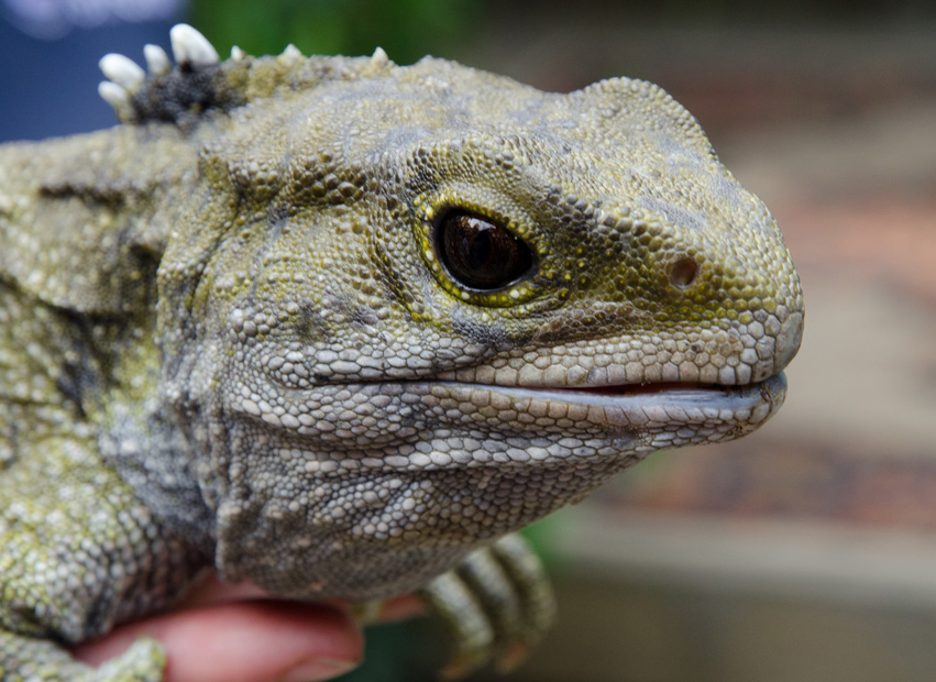 queenstowntuatara.jpg