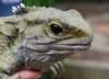 queenstowntuatara_small.jpg