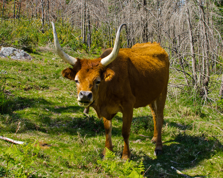 nationalparkserradapenedagerestraditionalcattle.jpg