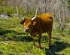 nationalparkserradapenedagerestraditionalcattle_small.jpg