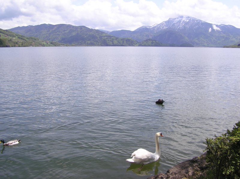 mondsee.jpg