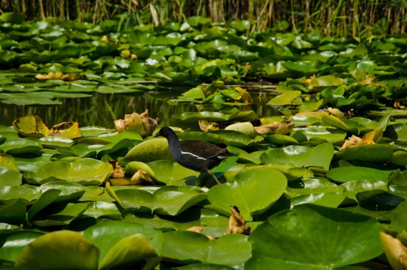 deltadunajmoorhen.jpg