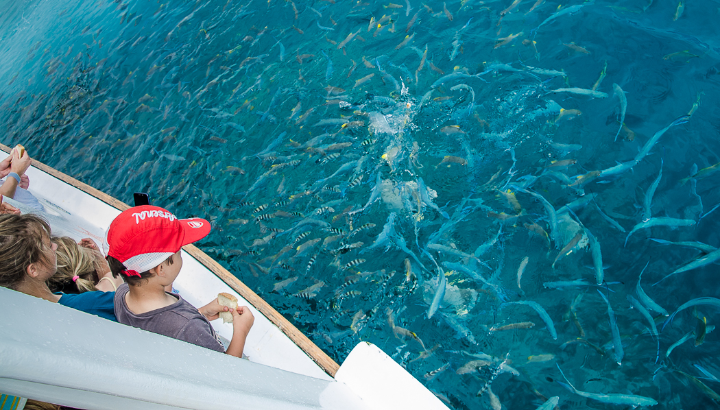 marinenationalparkfishfeeding.jpg