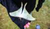 butterfly_small.jpg