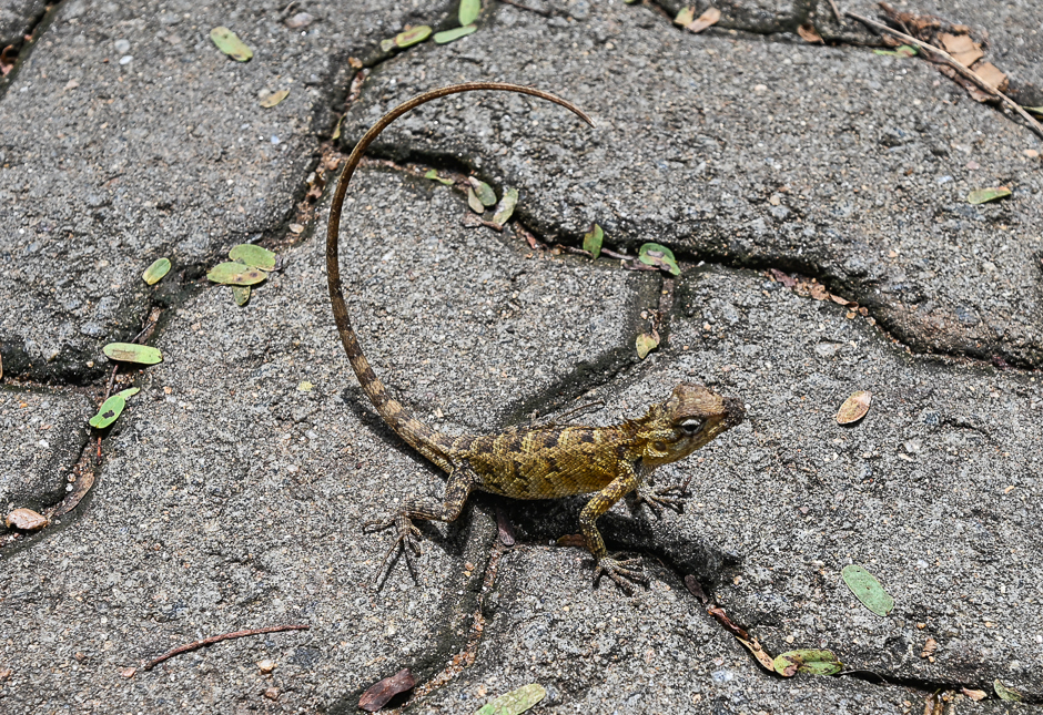 drybotanicgardenlizard.jpg