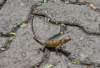 drybotanicgardenlizard_small.jpg
