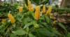 flowers_small.jpg