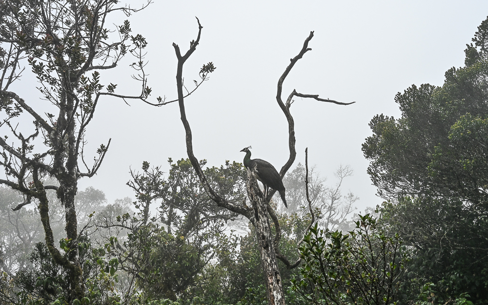 hortonplainsnationalparkpeacock.jpg