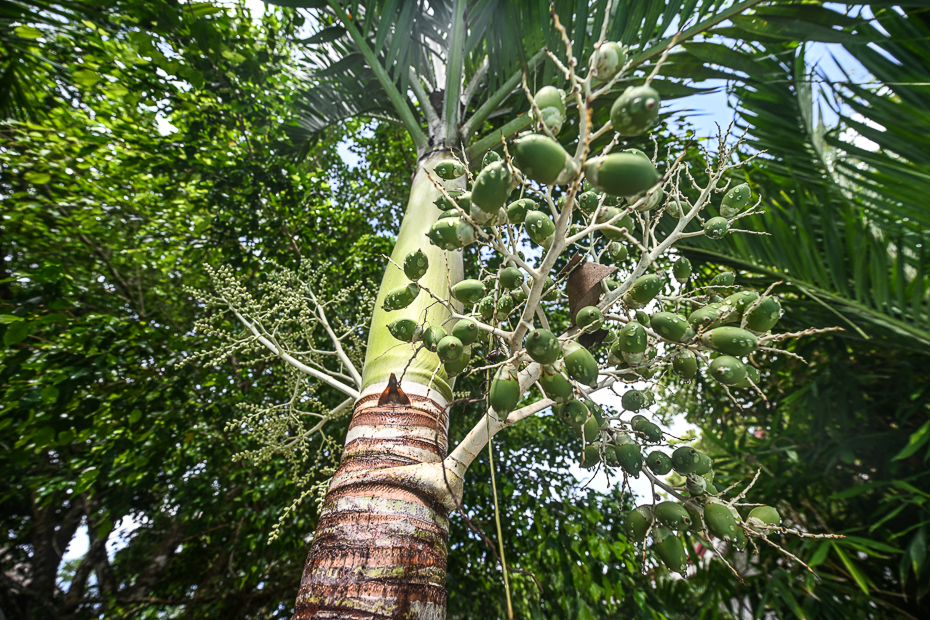 unknownplants.jpg
