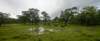 yalanationalparkbuffallos_small.jpg