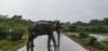 yalanationalparkcrossing_small.jpg
