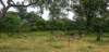 yalanationalparkdeer_small.jpg