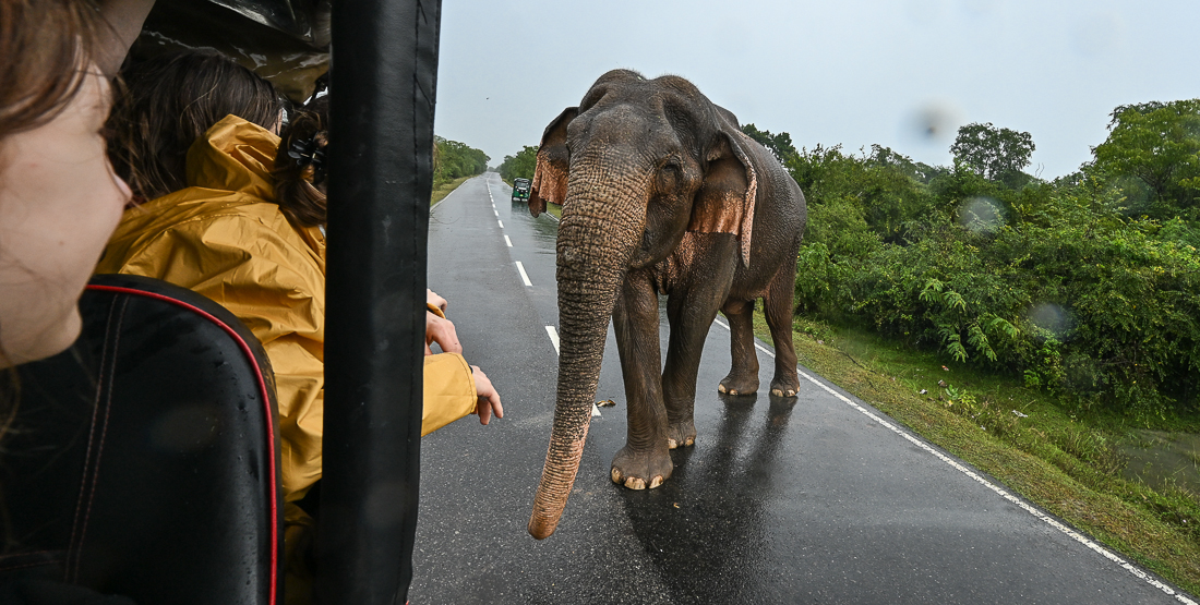 yalanationalparkelephant.jpg