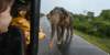 yalanationalparkelephant_small.jpg