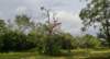 yalanationalparkpeacock_small.jpg