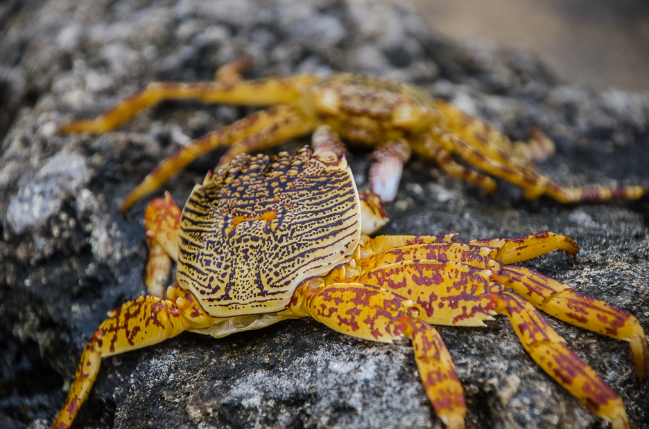 kentingnationalparkcrabs.jpg