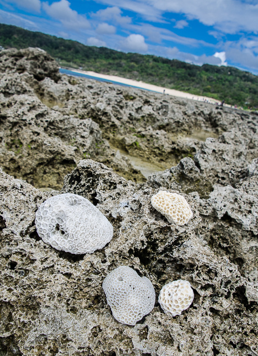 kentingnationalparkfossils.jpg