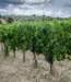 trip2020tuscanyvineyards_small.jpg