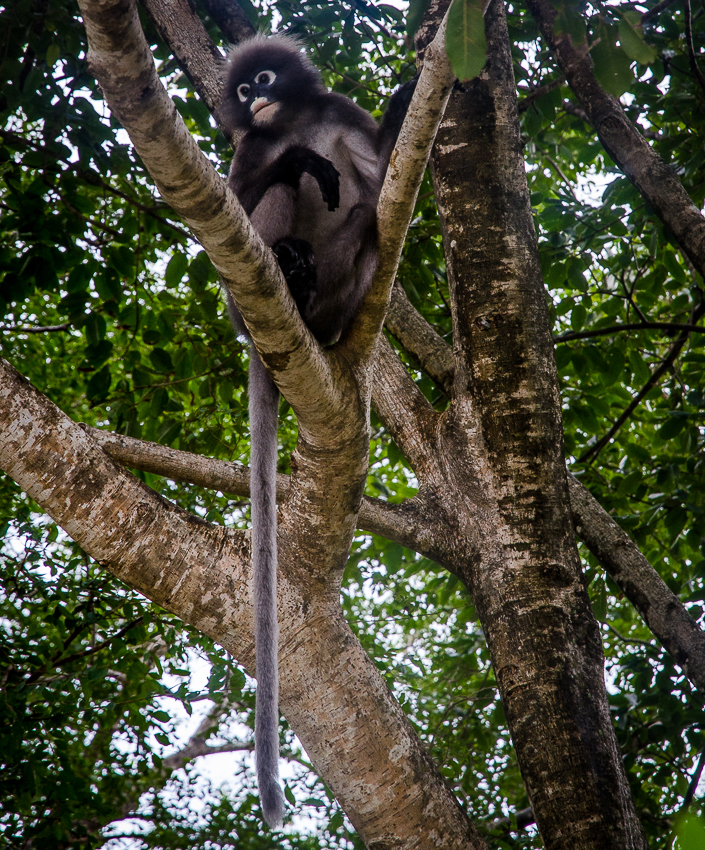 krabirailayduskyleafmonkey.jpg