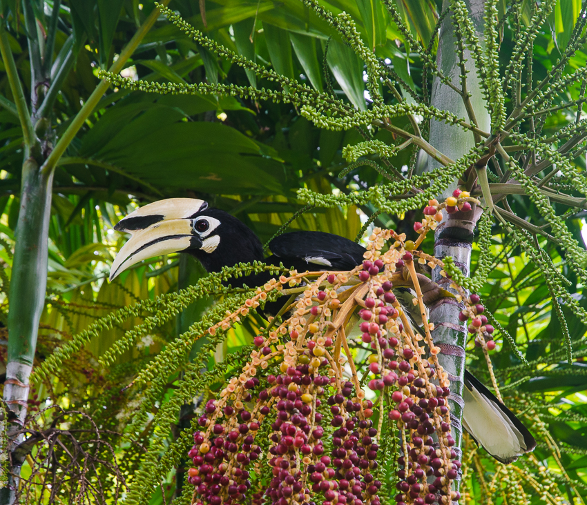 krabirailayorientalpiedhornbill.jpg