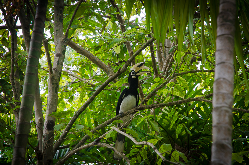 krabirailayorientalpiedhornbillresting.jpg