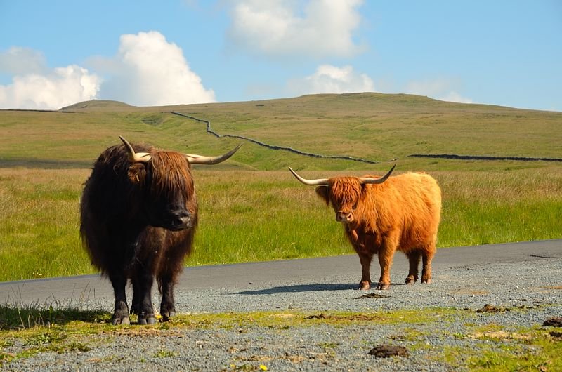 anglickoyorkshiredalescattle.jpg