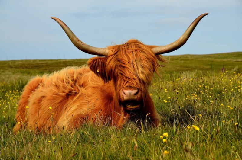 ktskoscottishcattle.jpg