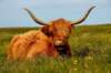 ktskoscottishcattle_small.jpg