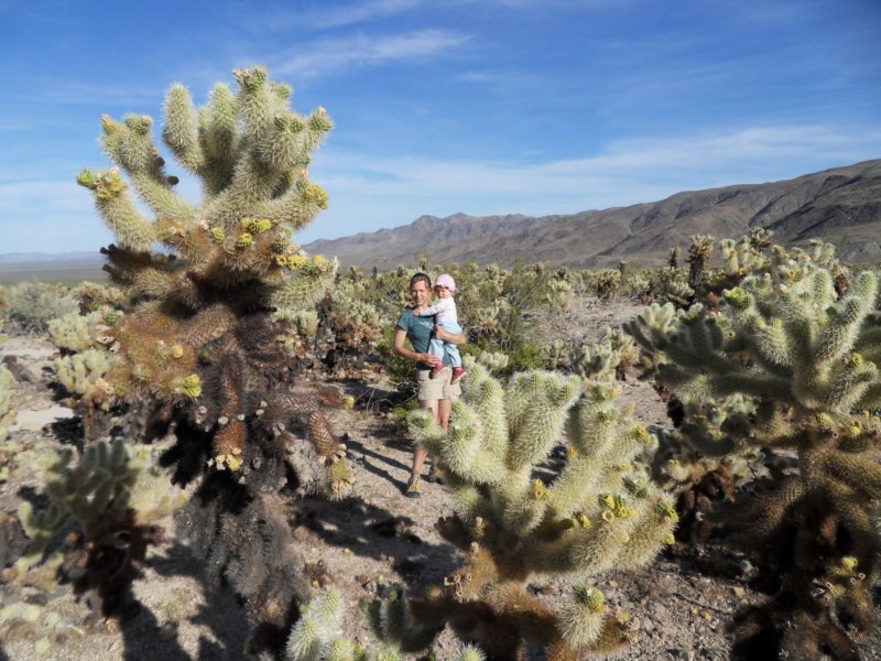 joshuatreechollacactusgarden.jpg