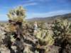 joshuatreechollacactusgarden_small.jpg