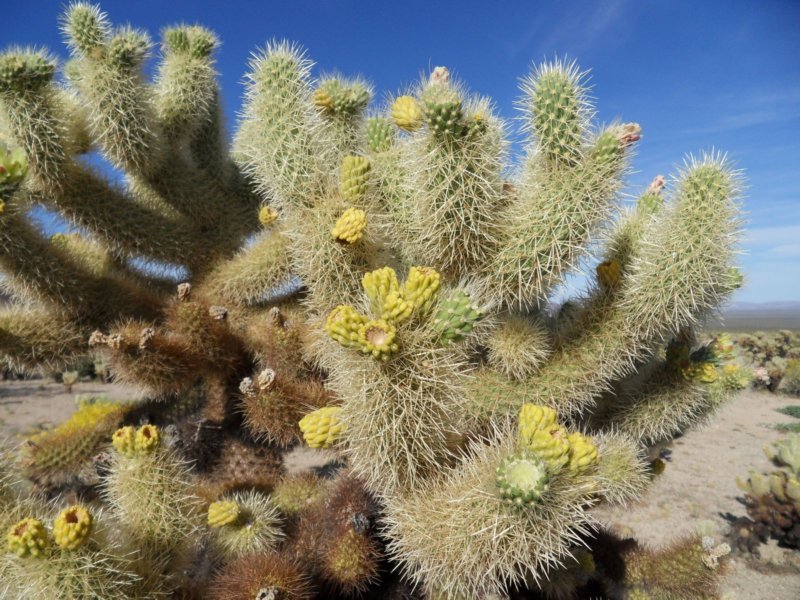 joshuatreechollacactusgardendetail.jpg