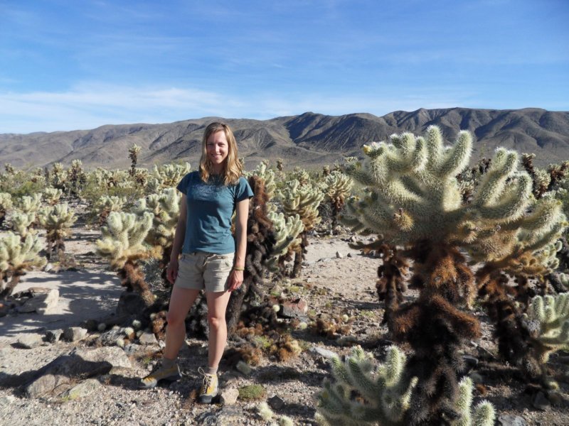 joshuatreechollacactusgardenpanorma.jpg