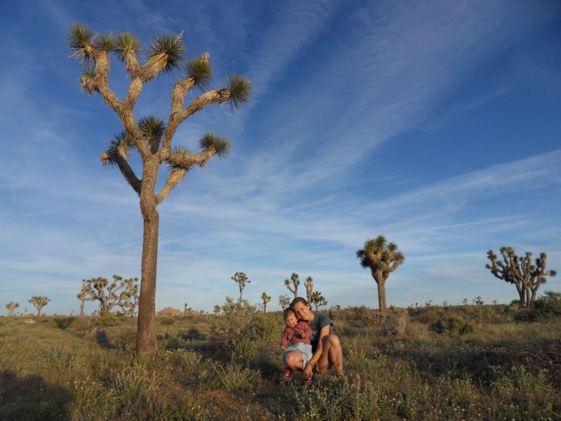 joshuatreesheeppass.jpg