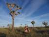 joshuatreesheeppass_small.jpg
