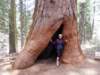 yosemitysequoiagroves_small.jpg