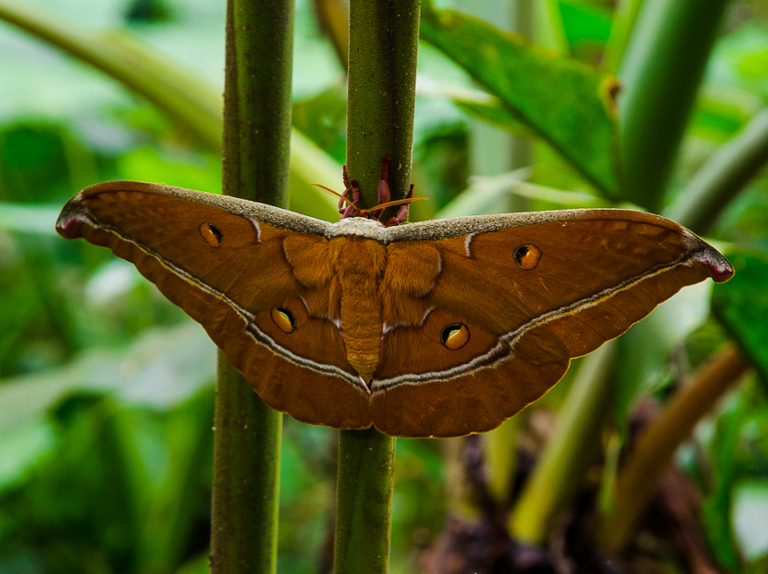 cucphuongnationalparkbutterfly.jpg