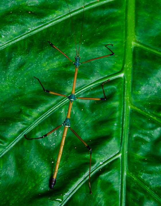 cucphuongnationalparkstickinsect.jpg