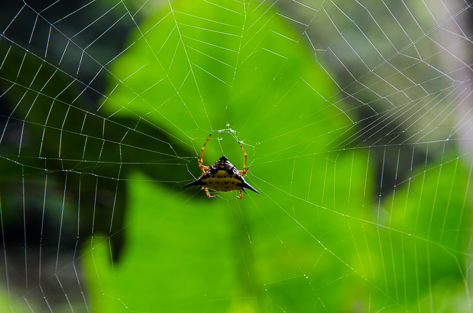 cucphuongnationalparkstrangespider.jpg