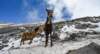 tracknaararatc2horses_small.jpg