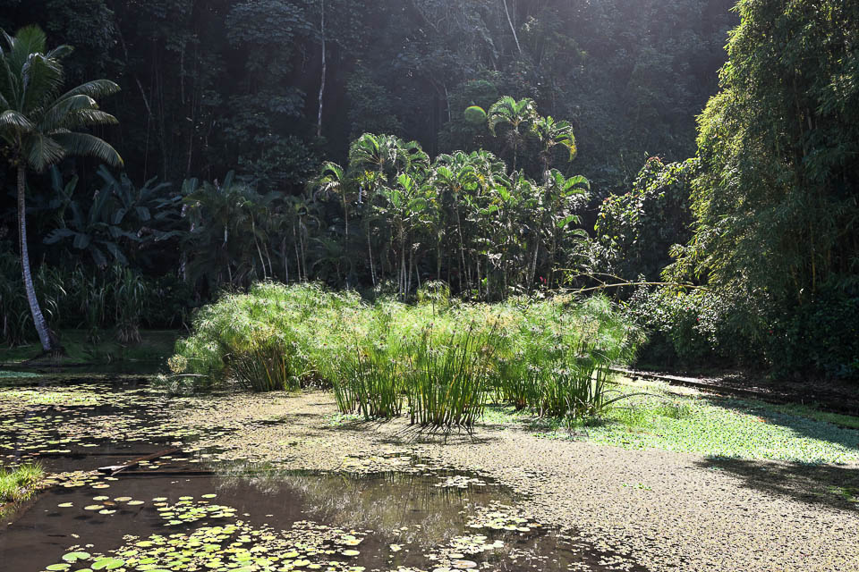 botanicgarden.jpg