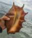 catchoftheday_small.jpg