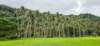 coconutpalms_small.jpg