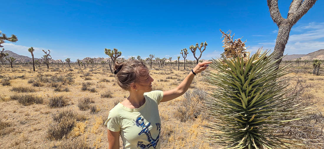 joshuatreenationalparkflora.jpg