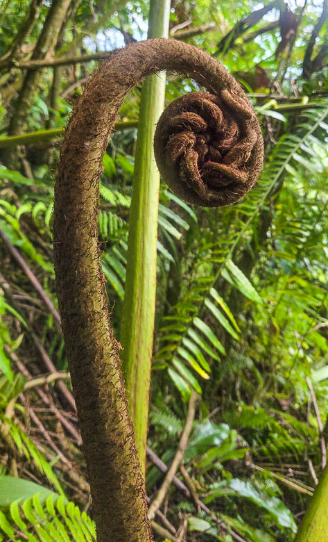 junglebeauty.jpg