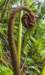 junglebeauty_small.jpg